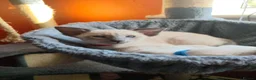 Siamese cats for sale: Gorgeous Siamese kittens!!! - Advert 24