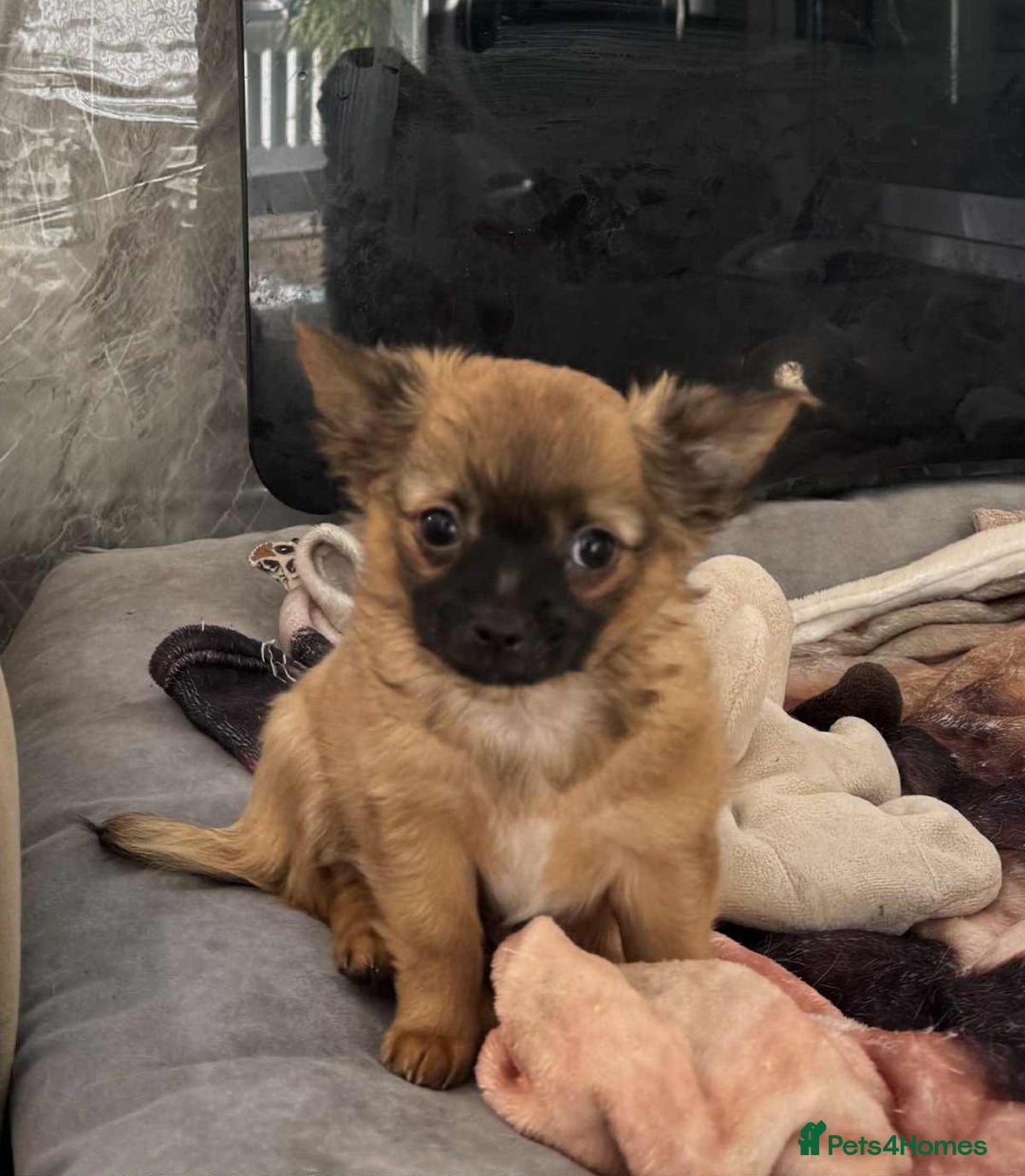Chihuahua dogs for sale: Chihuahua long coat puppies ...only BOY left - Advert 22