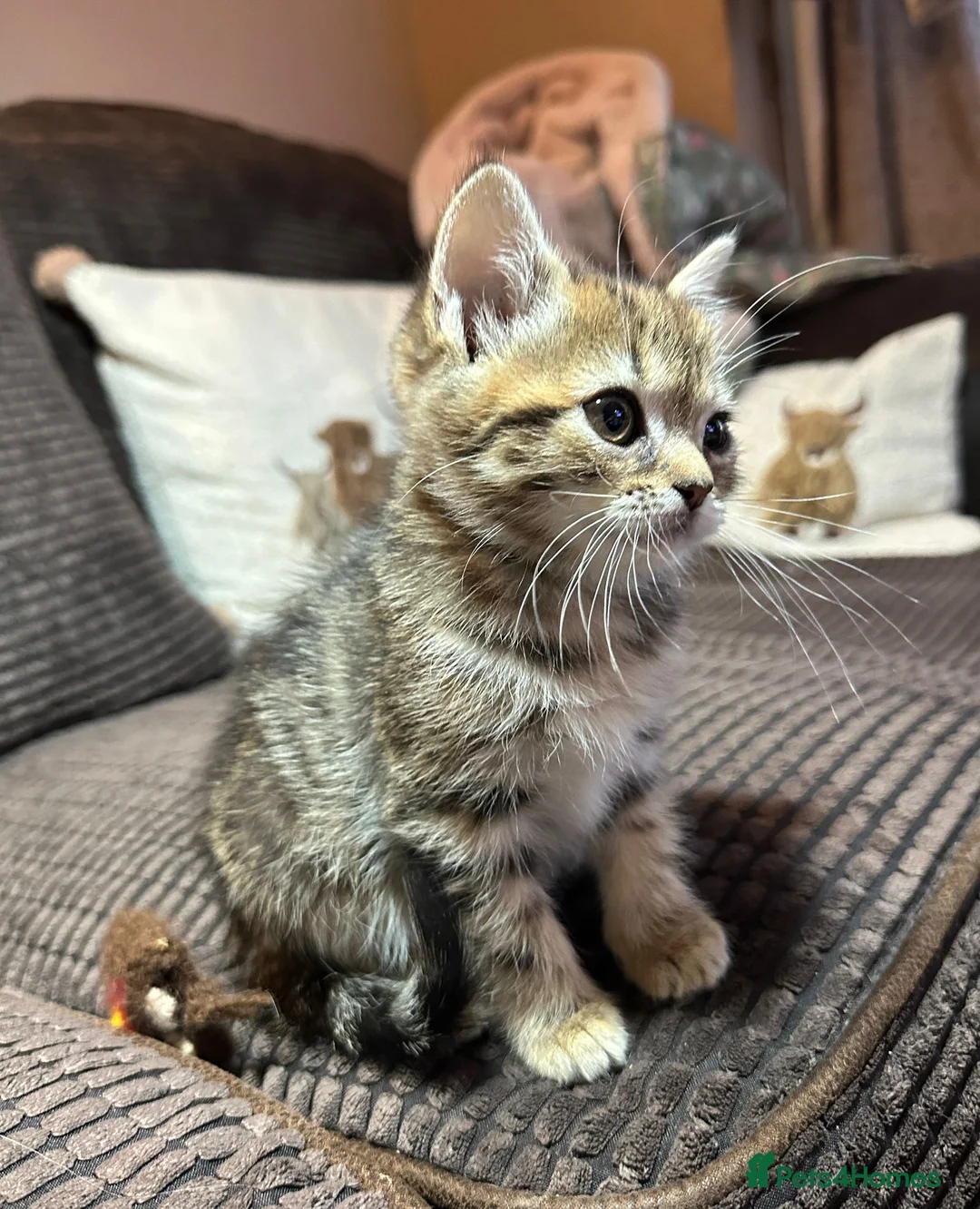 Manx cats for sale: ❤️ 5 adorable & mischievous Manx kittens  ❤️ - Advert 6