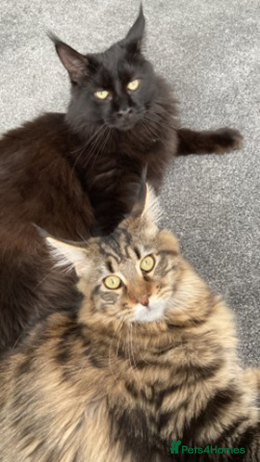 Maine Coon cats for sale: 2x Maine Coon sisters (GCCF) - Advert 3