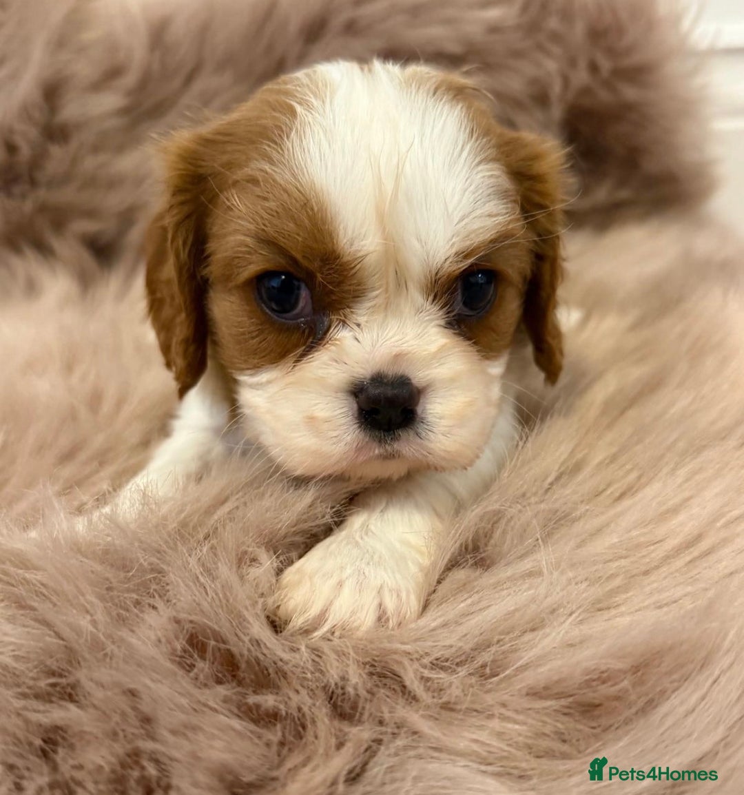 Cavalier King Charles Spaniel dogs for sale: KC Beautiful Cavaliers Health Tested Parents - Advert 7