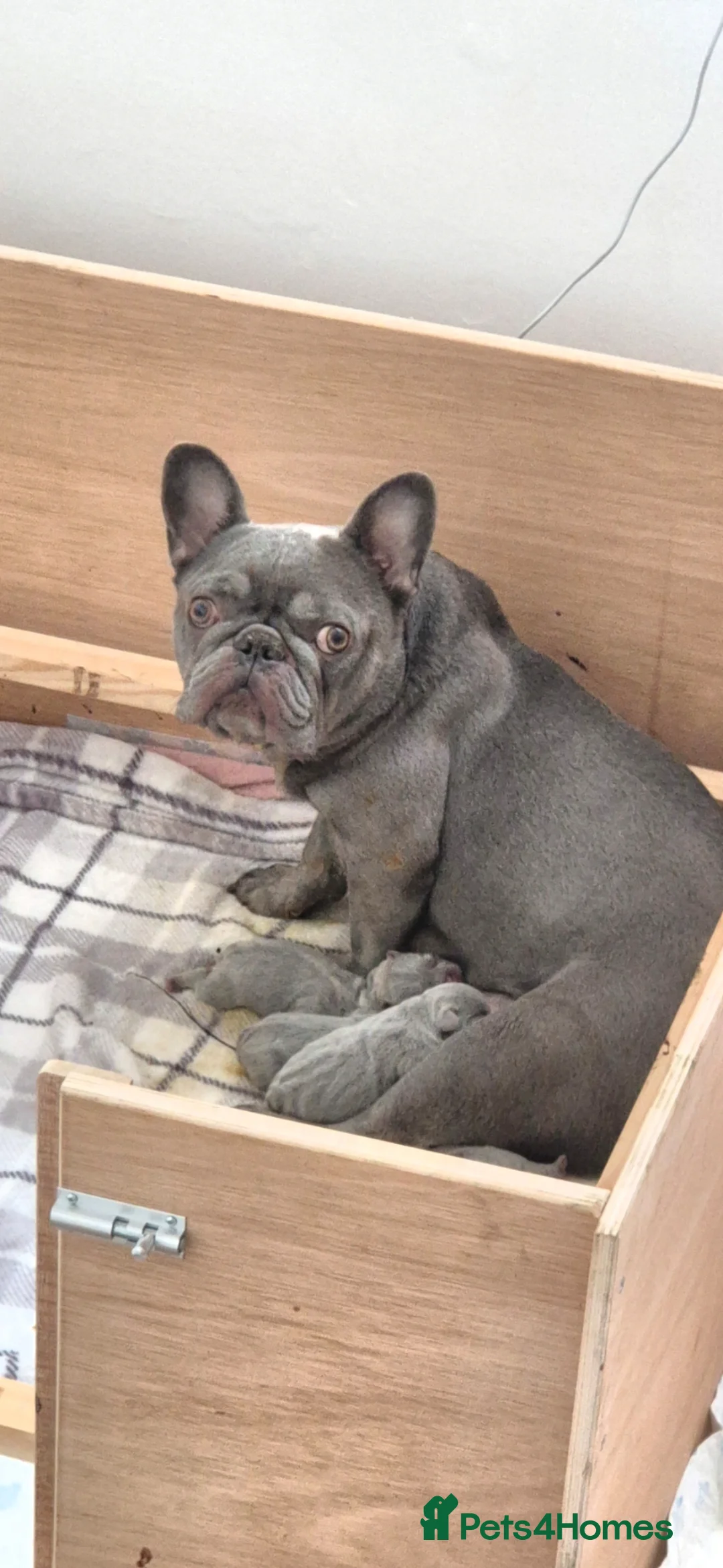 French Bulldog dogs for sale: French bull pups - Advert 1