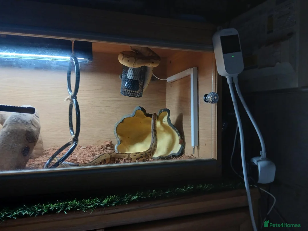 Python Snake reptiles for sale: Royal jackson python - Advert 18