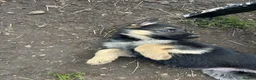 German Shepherd dogs for sale: READY NOW Working line Shepherd pups - Advert 22