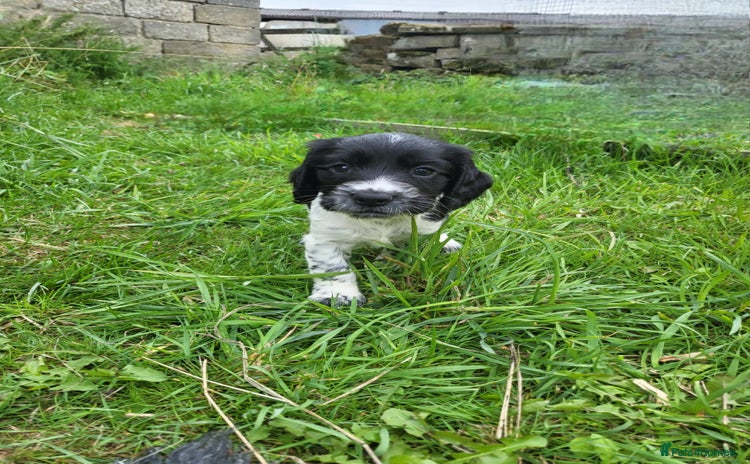 Cocker Spaniel dogs - Advert 4