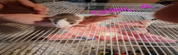 Rat rodents for sale: Male and female baby dumbo rats  - Advert 8