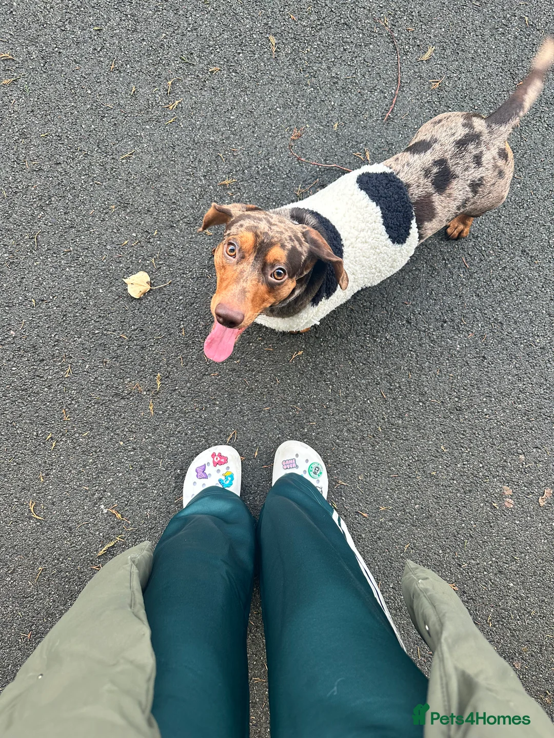 Dachshund dogs for stud: STUD  - Advert 2