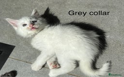 Maine Coon cats for sale: TICA & Council licensed white/black Maine Coons - Image 36