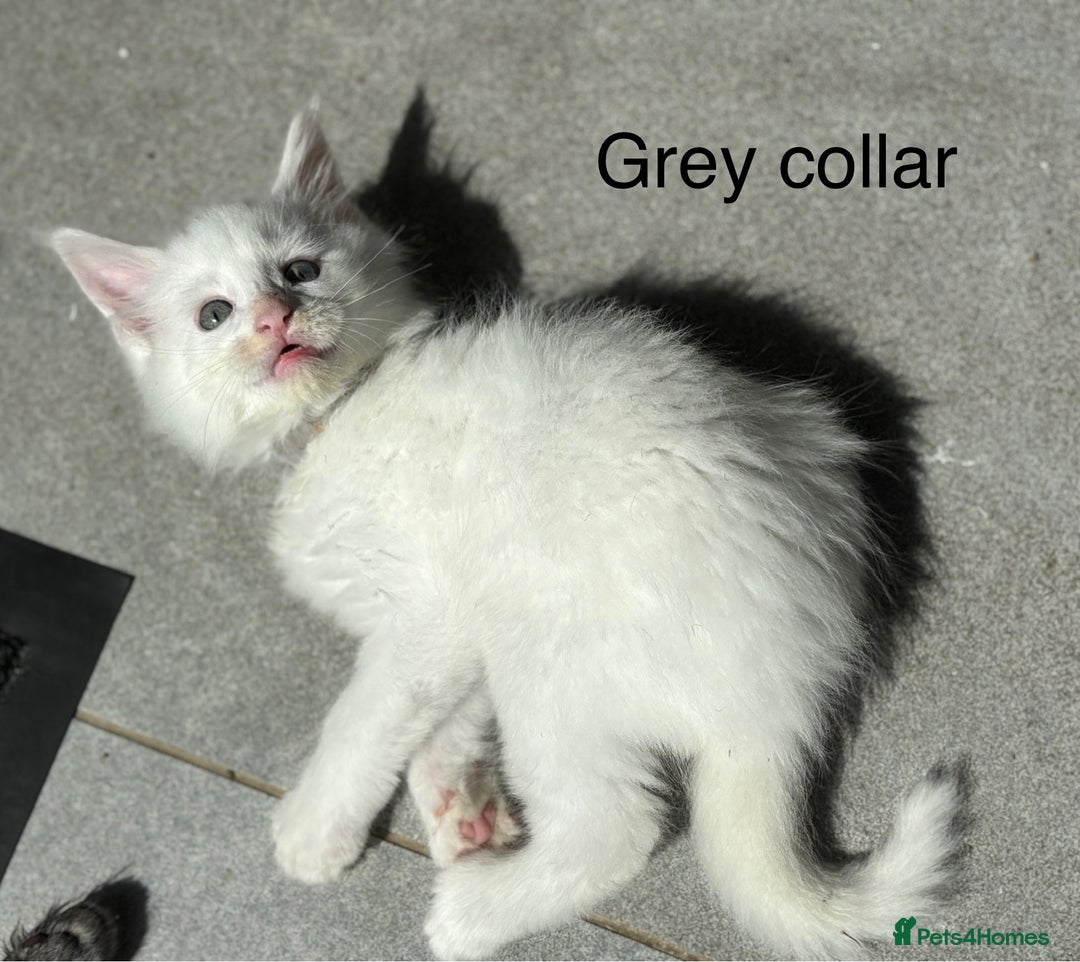 Maine Coon cats for sale: TICA & Council licensed white/black Maine Coons - Image 36