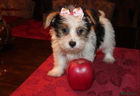 Yorkshire Terrier dogs Our girl needs a good home - Advert 1