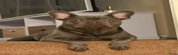 French Bulldog dogs for sale: Winston-1,5 years Frenchie looking for his home ❤️ - Advert 7