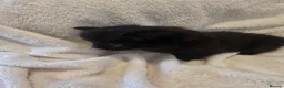 Mixed Breed cats for sale: Four adorable kittens looking for loving homes - Advert 13