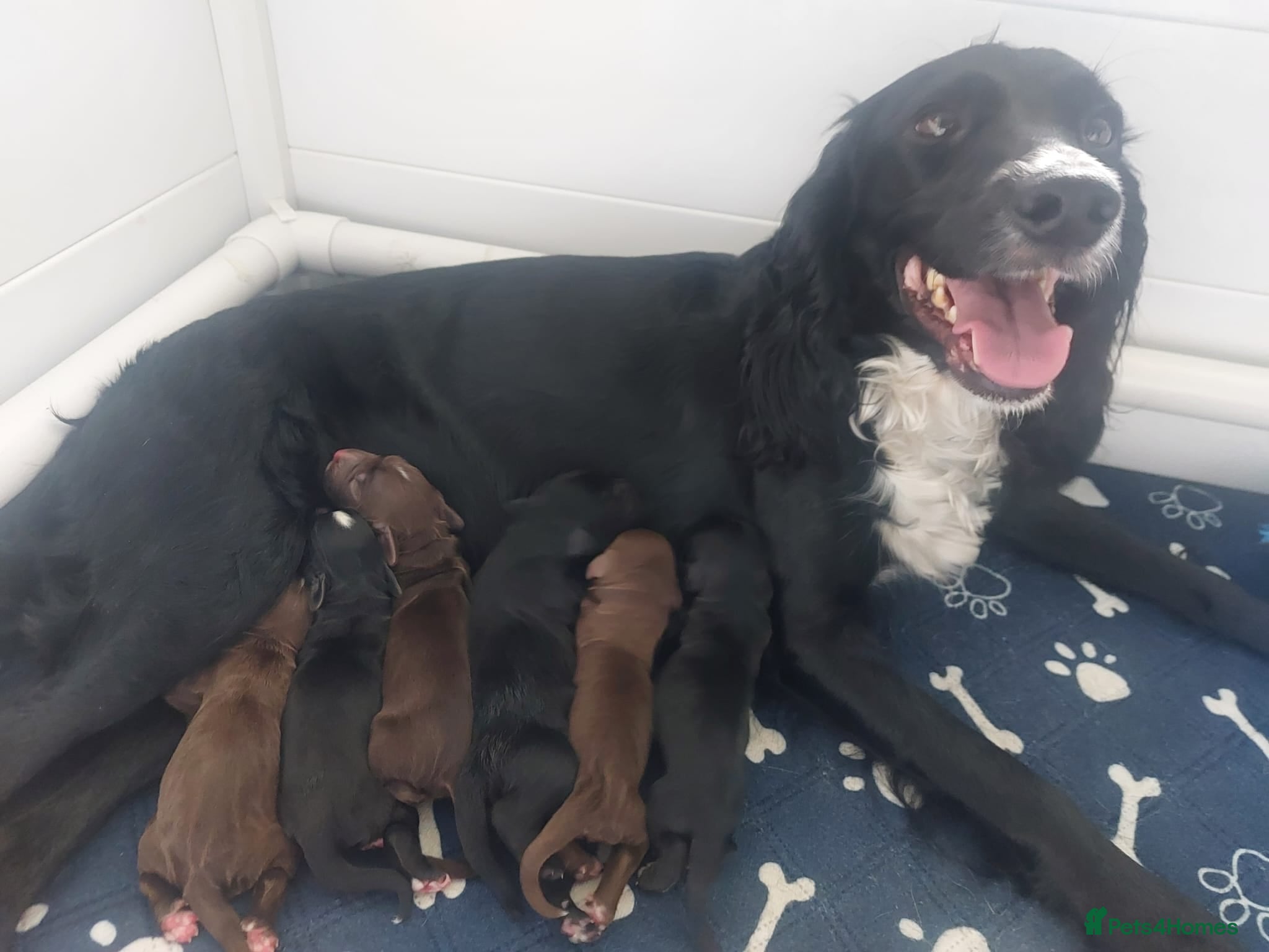 Sprocker dogs for sale: Sprocker Spaniel DWKC registered working line pups - Advert 4