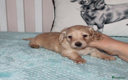 Dachshund dogs for sale: BEAUTIFUL KC REG MINI LONGHAIRED PUPPIES - Image 3