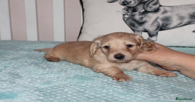 Dachshund dogs - Advert 7