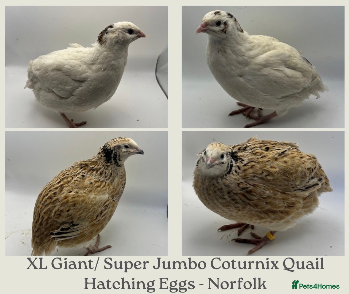 Quail poultry XL Giant/Super Jumbo Coturnix Quail Hatching Eggs - Advert 21