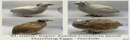 Quail poultry for sale: XL Giant/Super Jumbo Coturnix Quail Hatching Eggs - Advert 1