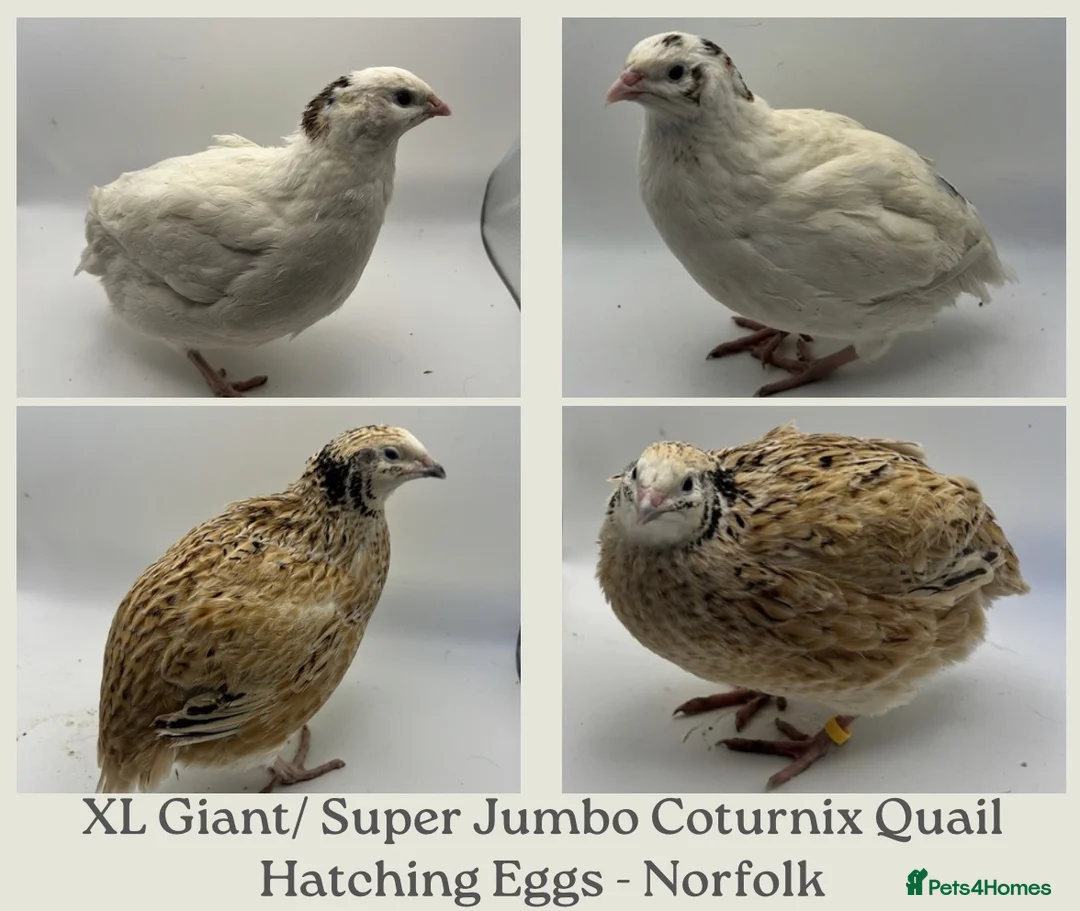 Quail poultry for sale: XL Giant/Super Jumbo Coturnix Quail Hatching Eggs - Advert 1