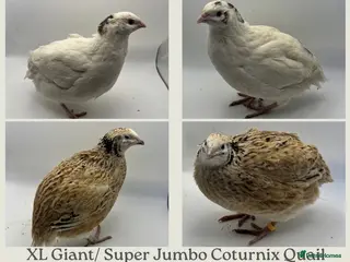 Quail poultry XL Giant/Super Jumbo Coturnix Quail Hatching Eggs - Advert 21