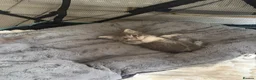 Ragcoon cats for sale: Beautiful raccoon kittens  - Advert 9