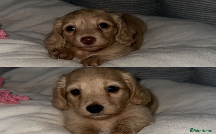 Dachshund dogs - Advert 6