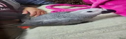 Parrots birds for sale: African grey parrot - Advert 2