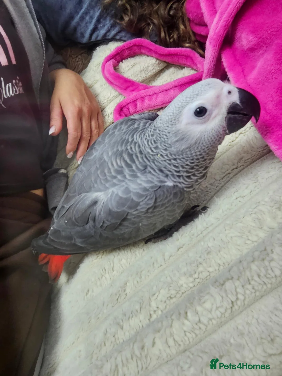 Parrots birds for sale: African grey parrot - Advert 2