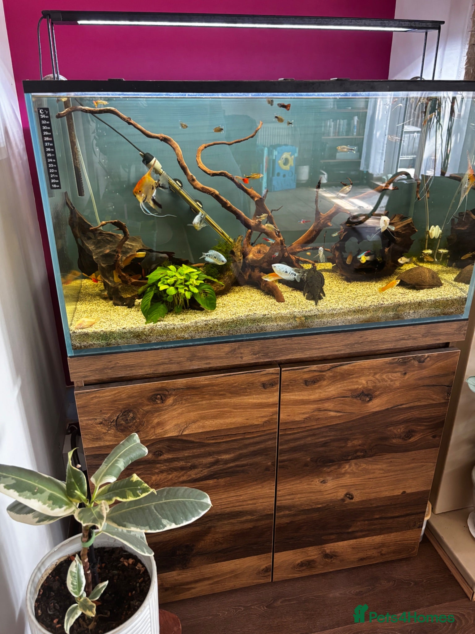 Angelfish fish Full set up fish tank fluval visi 202 l  - Advert 1