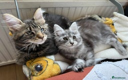 Maine Coon cats for sale: Maine coon - Image 3