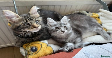 Maine Coon cats - Advert 4