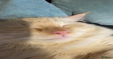 Ragdoll cats - Advert 10