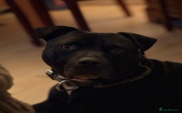 American Bulldog dogs for sale: American Bulldog - Image 3