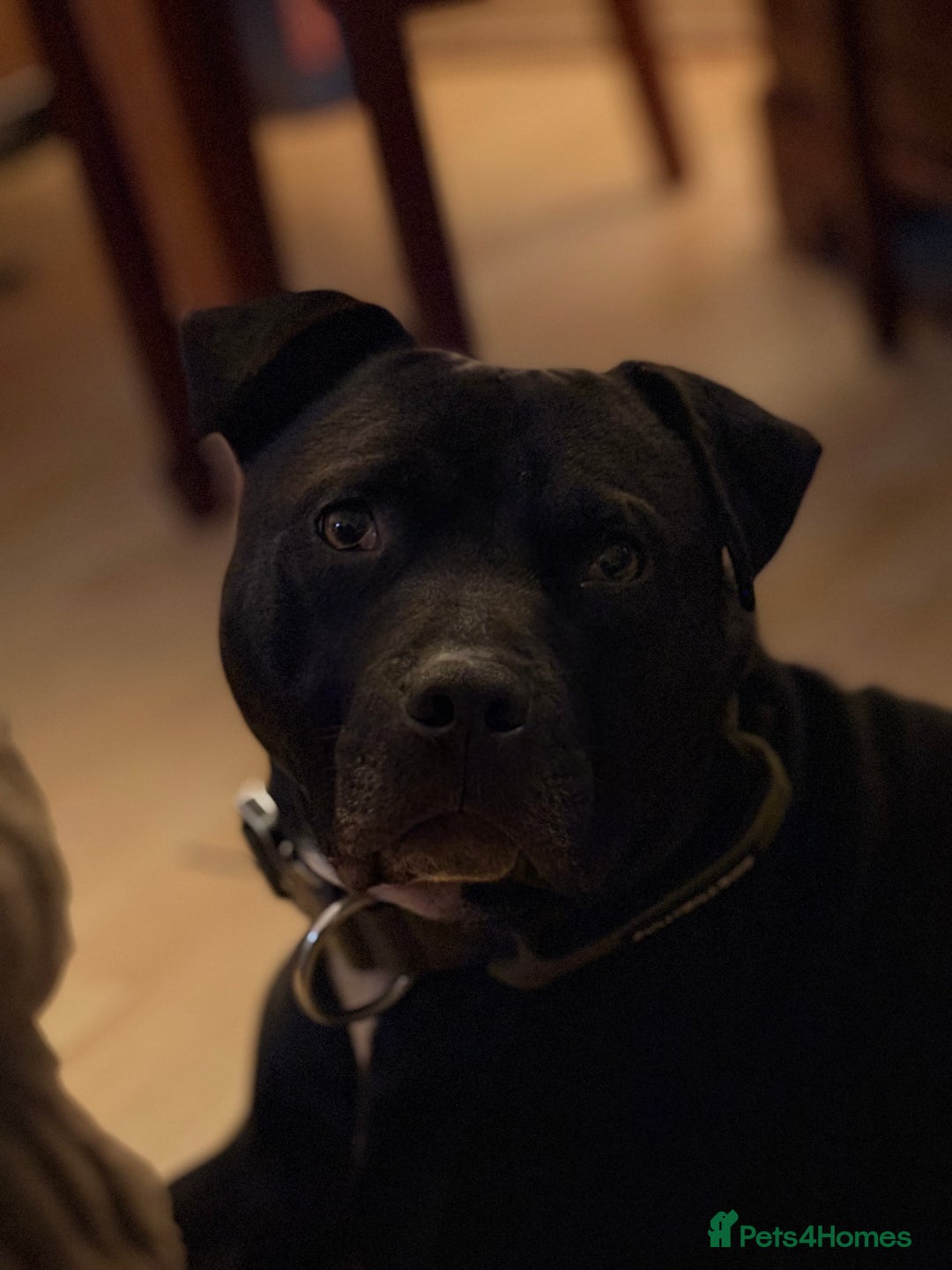 American Bulldog dogs for sale: American Bulldog - Image 3