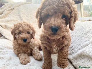 Cockapoo dogs F1 Golden Cockerpoo puppies - Advert 7