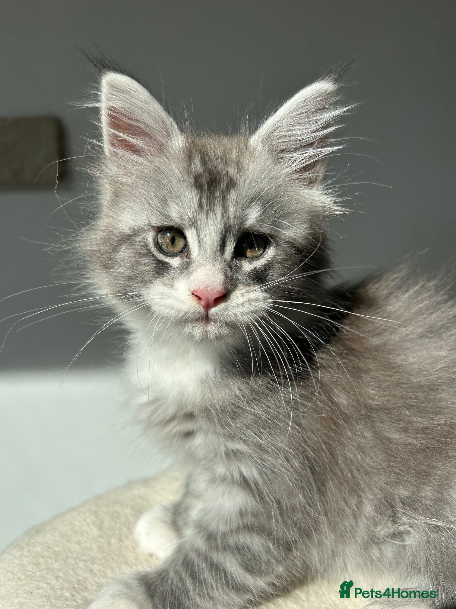 Maine Coon cats Only 1BOY remaining Maine Coon Kittens  - Advert 16