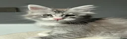 Maine Coon cats for sale: Only 1BOY remaining Maine Coon Kittens  - Advert 1