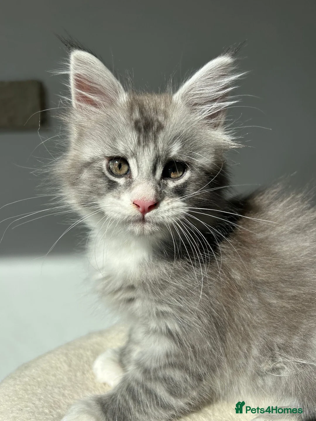 Maine Coon cats for sale: Only 1BOY remaining Maine Coon Kittens  - Advert 1