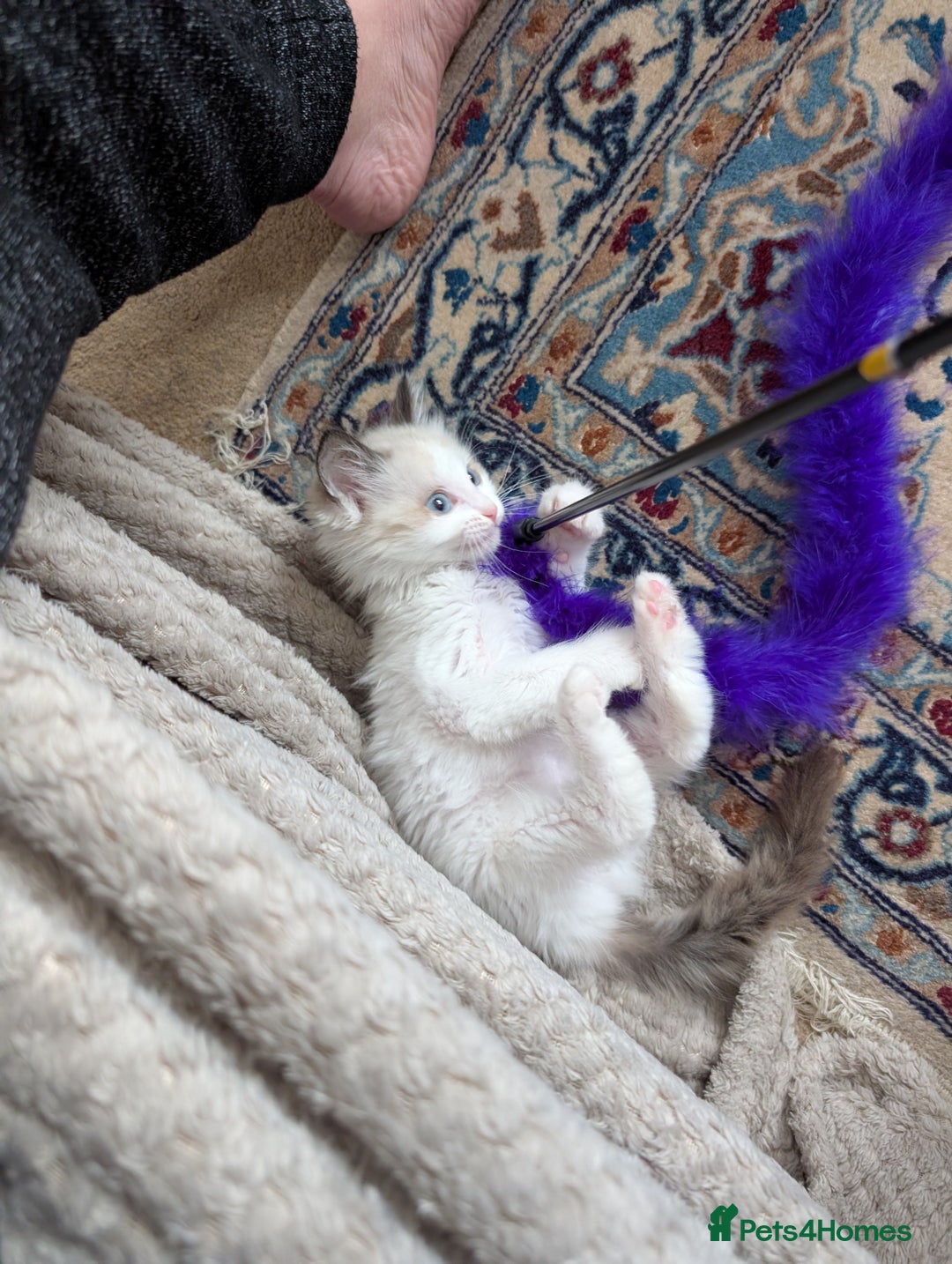 Ragdoll cats for sale: Gorgeous Lucy, a seal bicolour ragdoll kitten  - Advert 8