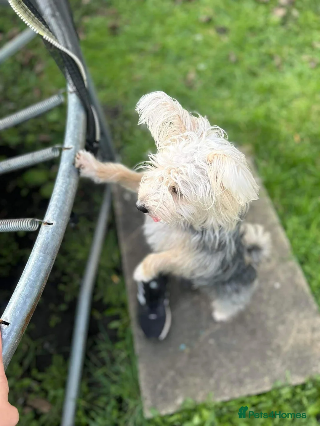 Mixed Breed dogs for sale: Yorkshire mix  - Advert 3