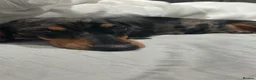Dachshund dogs for sale: 🐾 8 Gorgeous Dachshund Puppies 🐾 in Westbury - Advert 4