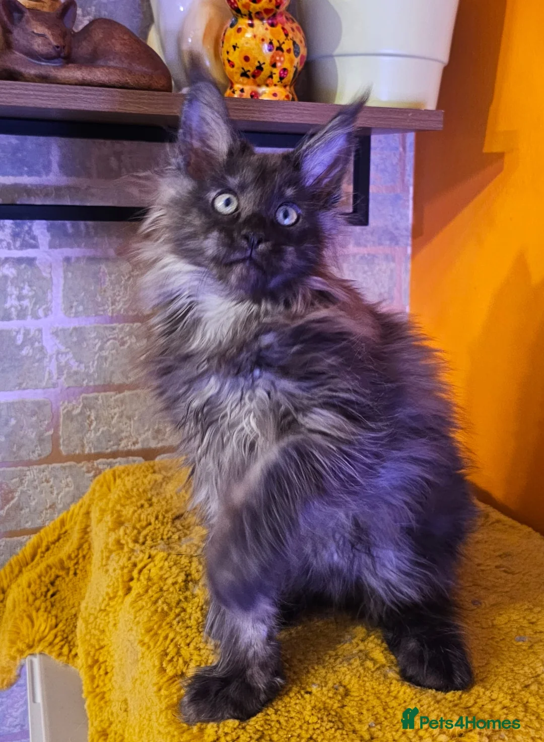 Maine Coon cats for sale: BEAUTIFUL MAINE COON KITTENS FOR SALE - Advert 3