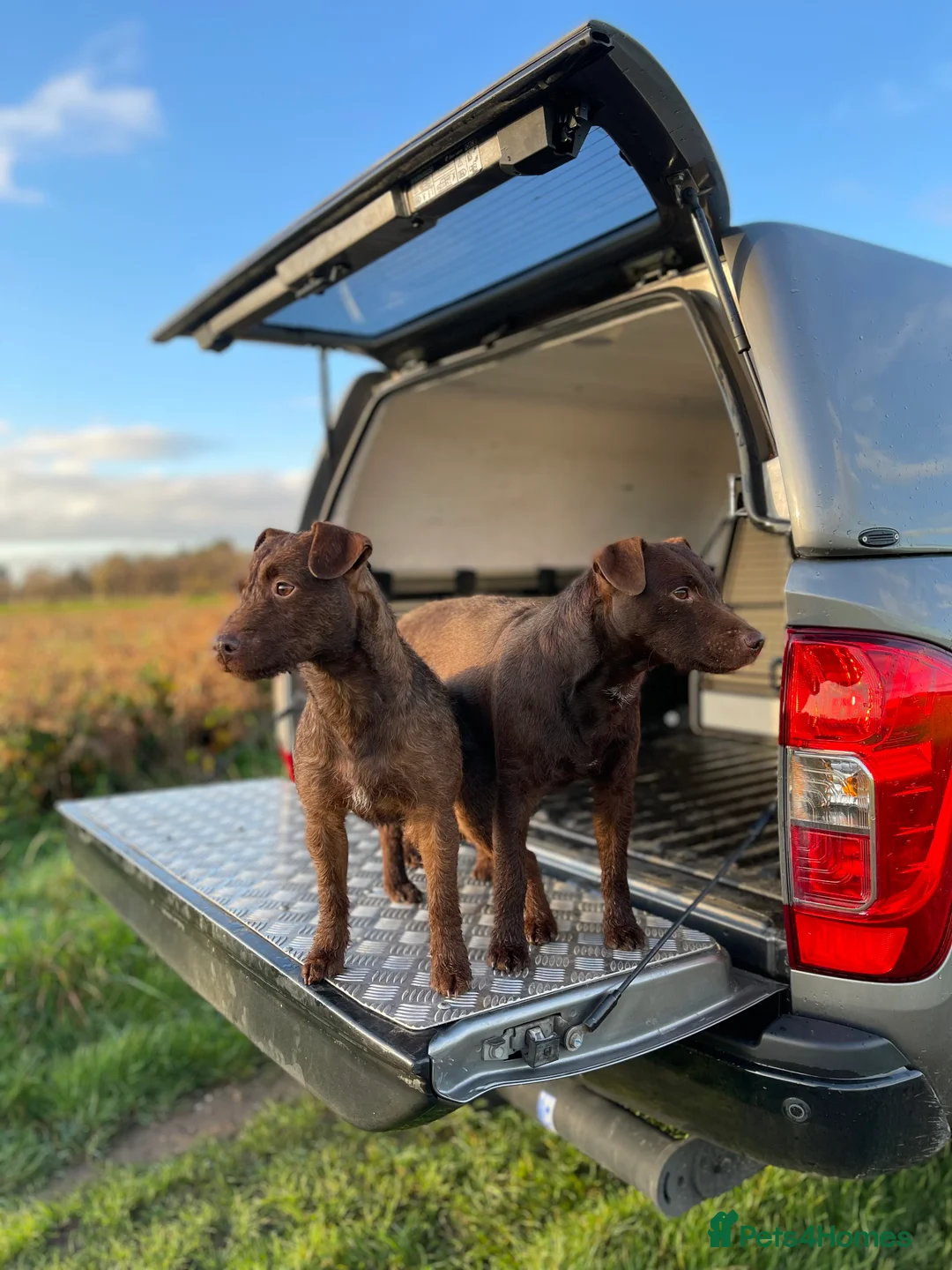 Patterdale Terrier dogs for stud: Chocolate patterdale for stud  in Doncaster - Advert 2