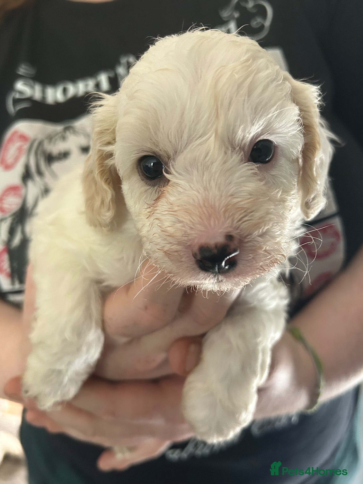 Mixed Breed dogs STUNNING SHIHPOO X SPROODLE PUPPIES - Advert 10