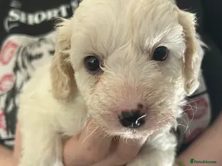 Mixed Breed dogs STUNNING SHIHPOO X SPROODLE PUPPIES - Advert 1