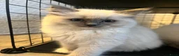 Ragdoll cats for sale: Blue Tortie Point Mitted Ragdoll Kittens - Advert 9