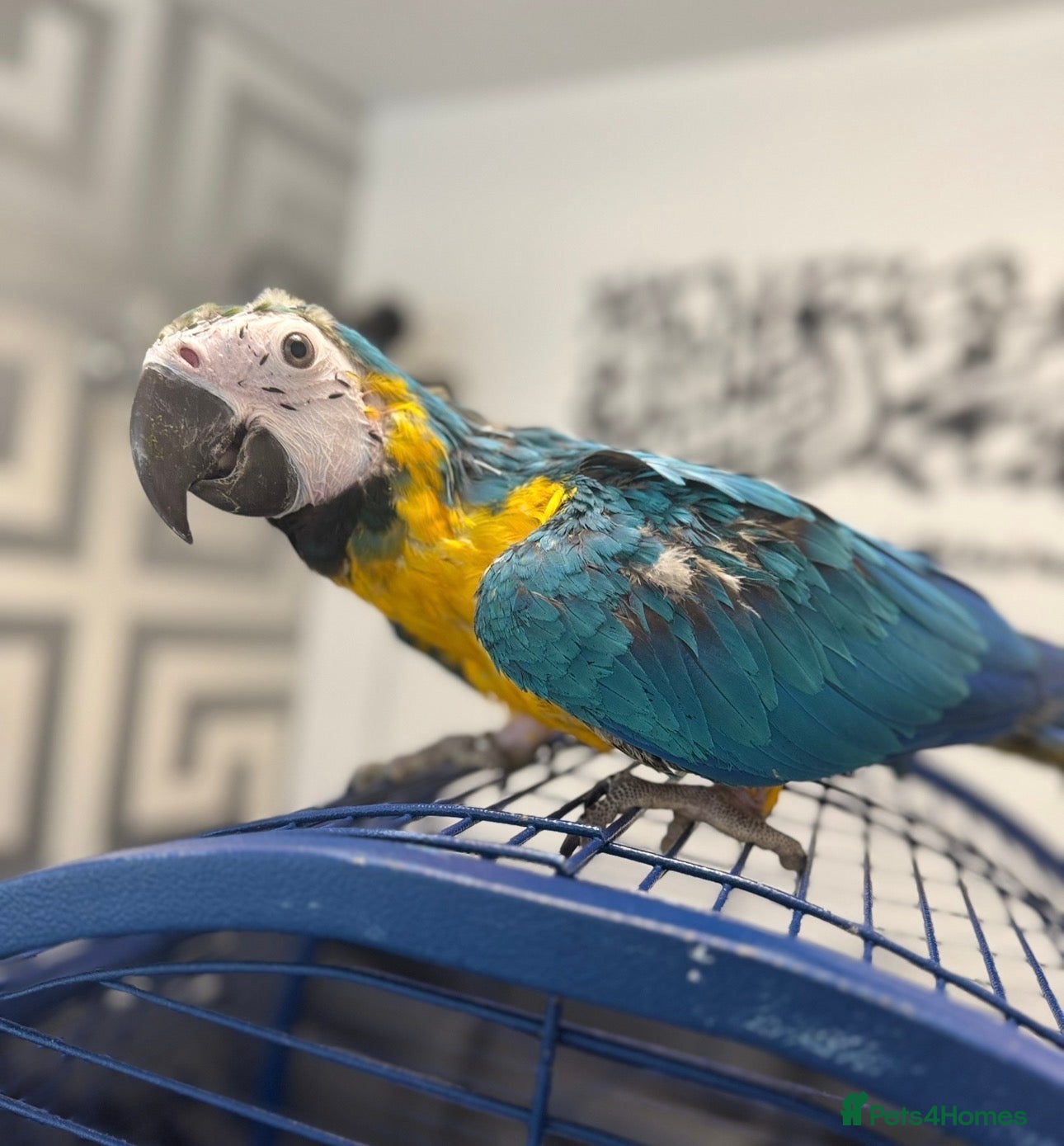Parrots birds BABY 16 WEEKS OLD BLUE AND GOLD MACAW - Advert 15