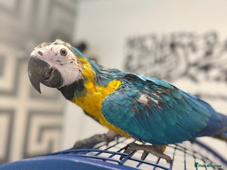 Parrots birds BABY 16 WEEKS OLD BLUE AND GOLD MACAW - Advert 15