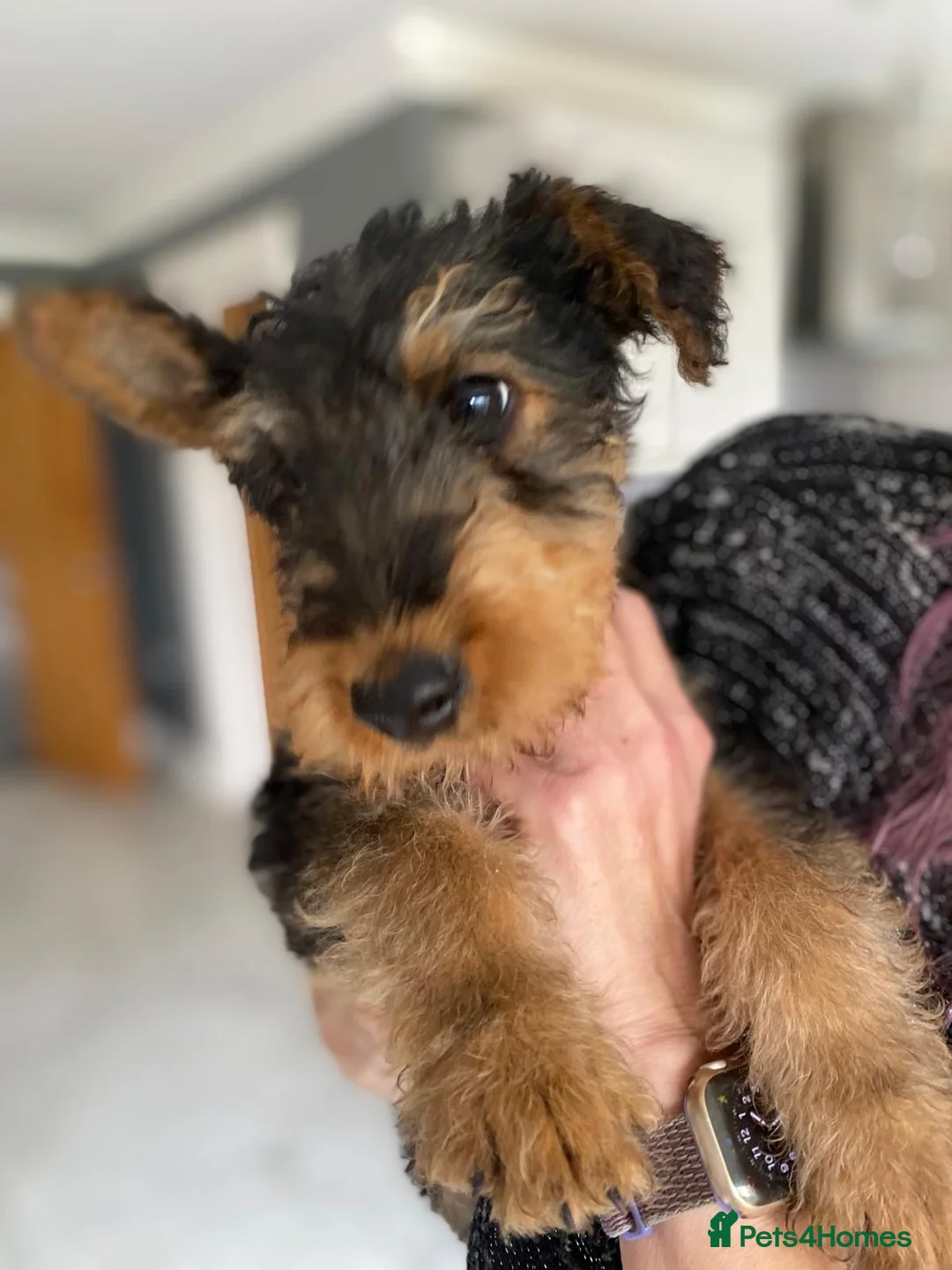 Airedale Terrier dogs for sale: Pure breed Airedale Terriers for sale - Advert 13