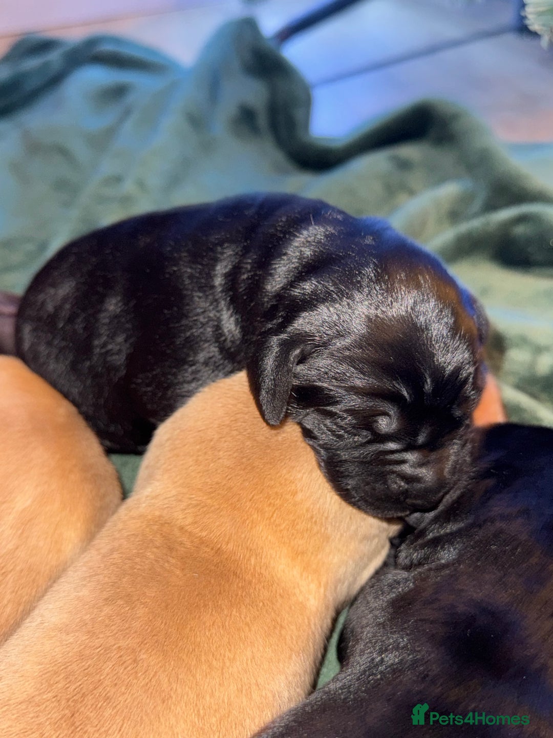 Labrador Retriever dogs for sale: KC Registered Labrador Retriever Puppies - Advert 5