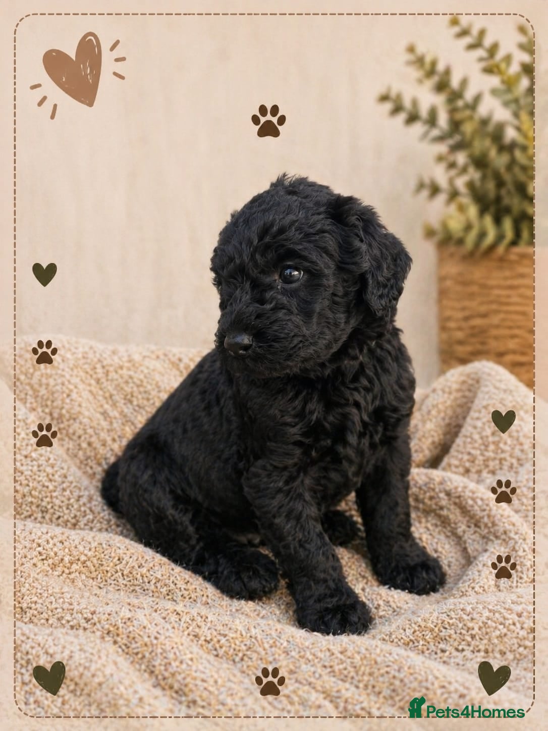 Labradoodle dogs Black F4 Labradoodle Puppy health checked - Advert 1